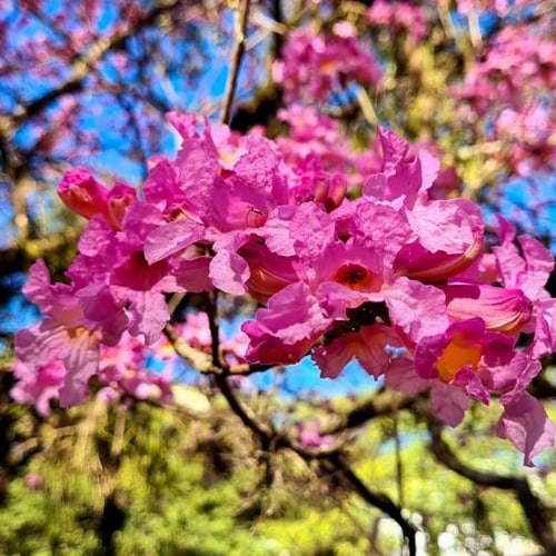 Ornamental Trees Melbourne Tall & Small Ornamental Trees